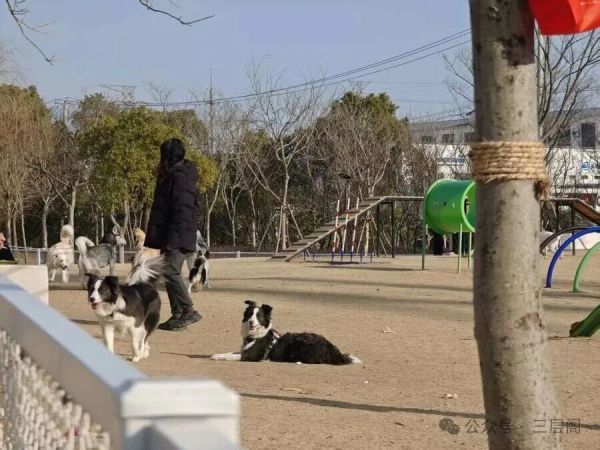 宝山一处宠物友好公园，狗狗正在玩耍。 吴越摄