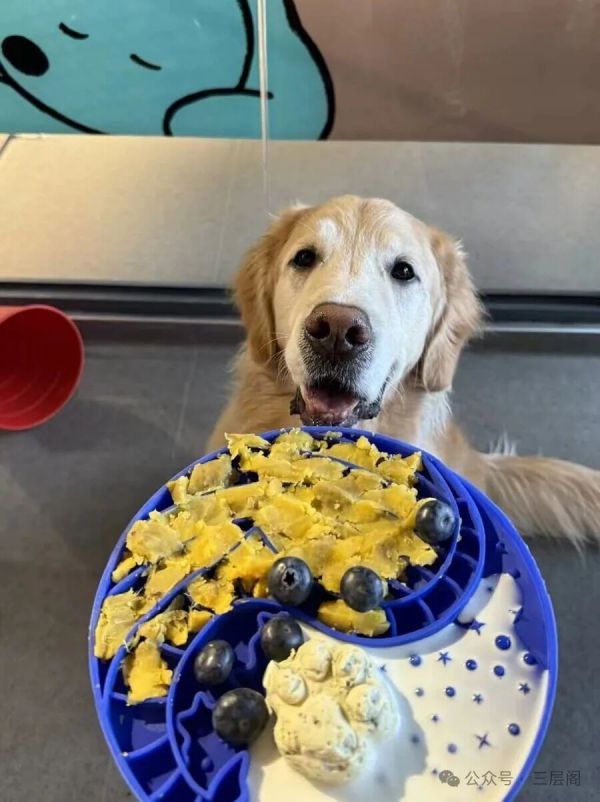 宠物下午茶。 受访者提供