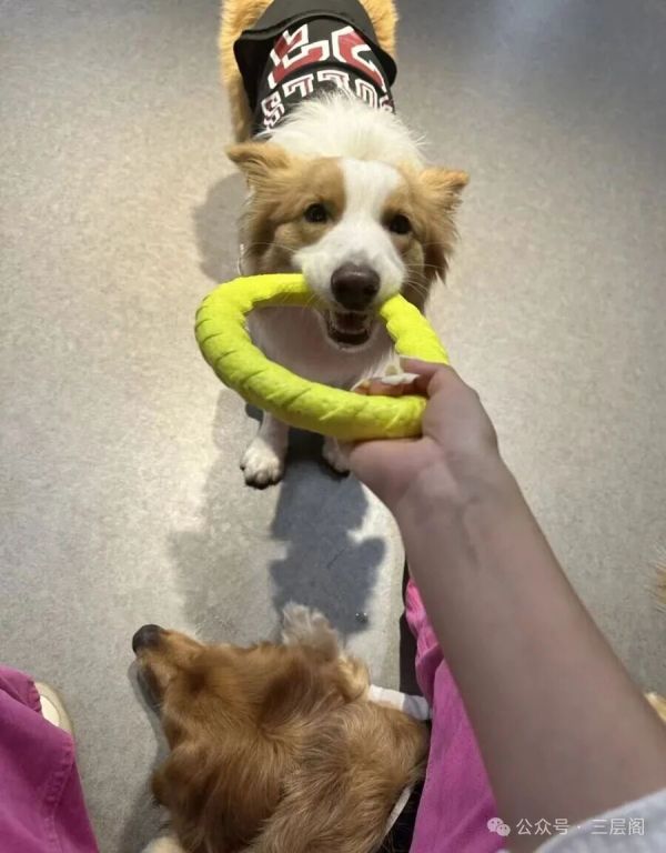 老师和狗狗玩耍。 受访者提供