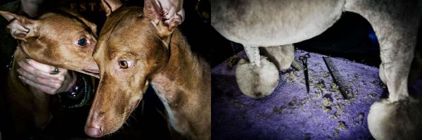 左：两只西西里猎犬——7岁的Juno和她2岁的儿子Degan；右：Savannah在最后时刻接受毛发修剪。