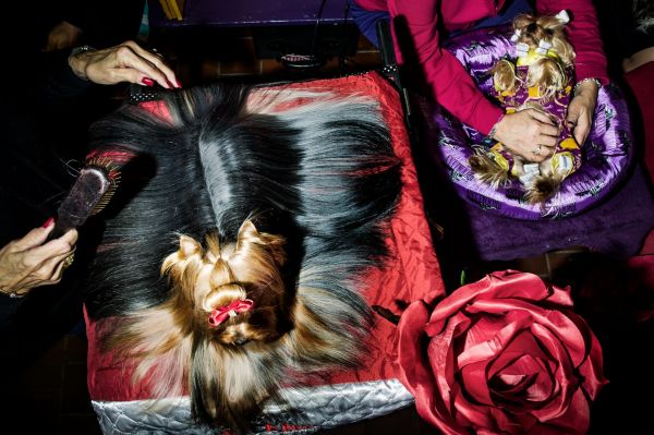 一只约克夏㹴Pip（左）被梳理着毛发；另一只约克夏㹴Kenny（右）浑身的毛发被绑上了卷发夹。