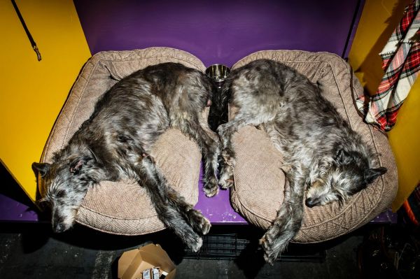 两只苏格兰猎鹿犬在后台小憩。左边的狗狗名叫Seaforth，今年7岁；右边的狗狗名叫Rhionnach，今年8岁。Rhionnach在出生6个月后就开始参加比赛，是唯一一只赢得过大满贯的猎鹿犬。