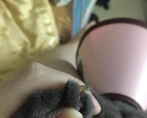 猫咪输血过敏事件的应对措施（以宠物为主的输血过敏事件）