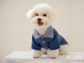 比熊不宜食用花生等坚果。