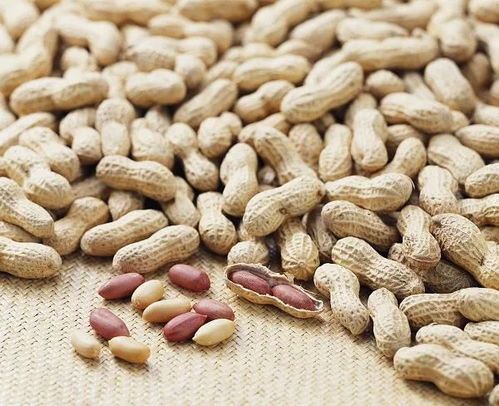 比熊不宜食用花生等坚果。