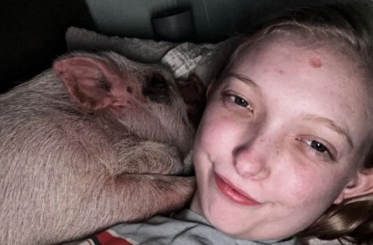 女孩收养一只宠物猪，与它睡在一个床上