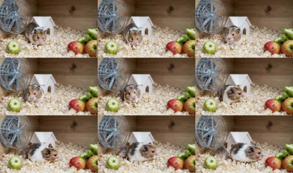 小仓鼠的日常活动