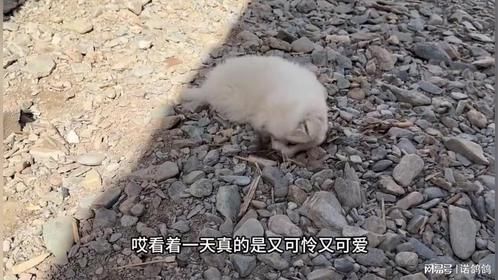 小奶狗有多怕被抛弃？连上厕所都盯着我，看完心都酸了！