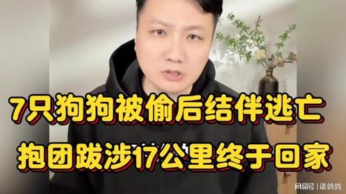 7只狗被偷后勇敢逃亡，不离不弃跋涉17公里终于回家，太感人了…