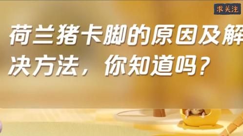 荷兰猪卡脚的原因及解决方法，你知道吗？