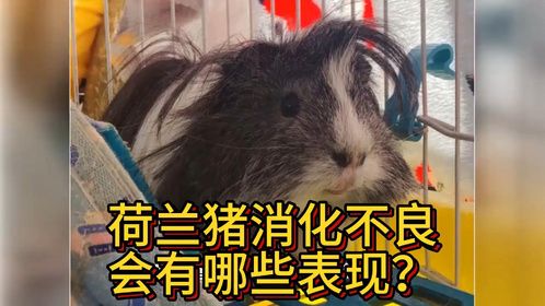 荷兰猪消化不良会有哪些表现？