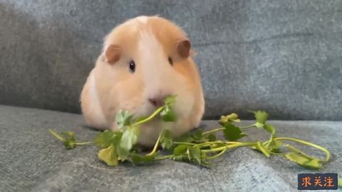 荷兰猪脚底板磨破了怎么办？最全荷兰猪脚皮炎文章