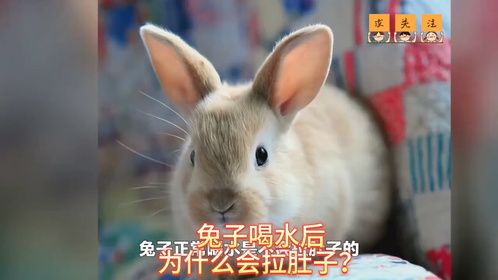 兔子喝水后为什么会拉肚子？