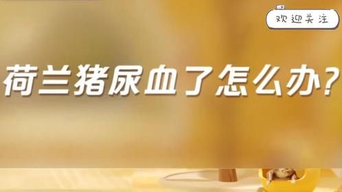 荷兰猪尿血了怎么办？