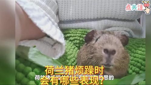 荷兰猪烦躁时会有哪些表现？