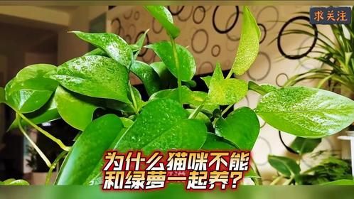 为什么猫咪不能和绿萝一起养？