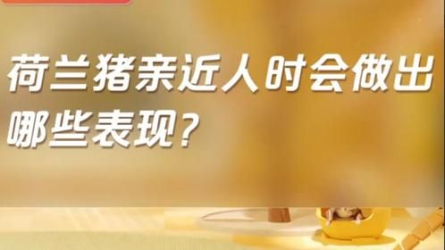 荷兰猪亲近人时会做出哪些表现？