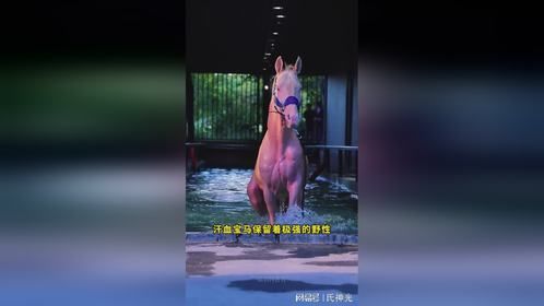 为什么汗血宝马一般人骑不了