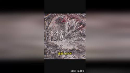 澳大利亚的兔子为什么会泛滥成灾最多的时候有100亿只！