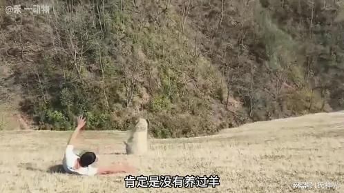 为什么基本没人把羊当做宠物呢