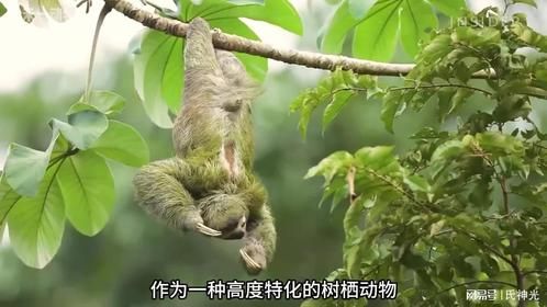 有60%的树懒是死于拉屎或者进行中