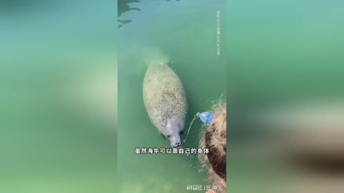 海牛为什么满世界找淡水喝