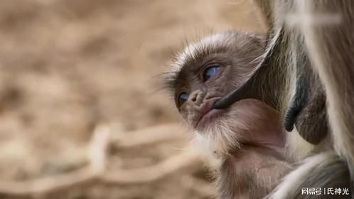 在这唯一的池塘，不喝就是渴死，喝了被鳄鱼咬死，