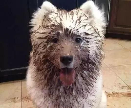 南京雾霾狗咳嗽，宠物护理攻略速看！