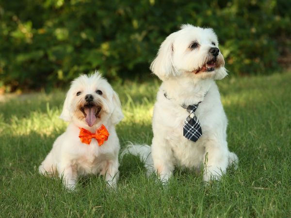 猫咪的智能伴侣：智能猫项圈解读猫咪的行为语言