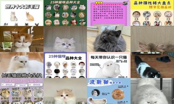 长毛猫咪品种大全及图片和名字