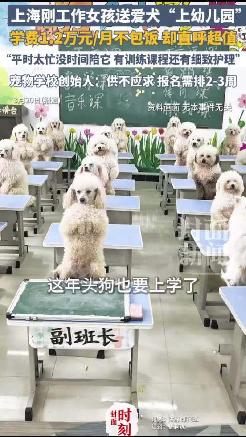 上海宠物学校月费1.7万课程需排队2周，95后女生月花1.2万送狗上学