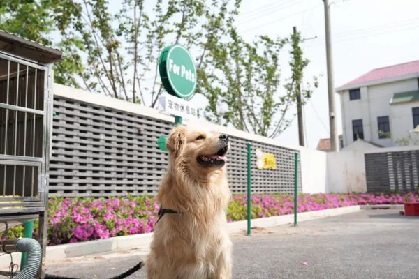 咖啡馆“悦宠·时光”户外庭院的“泊狗位”
