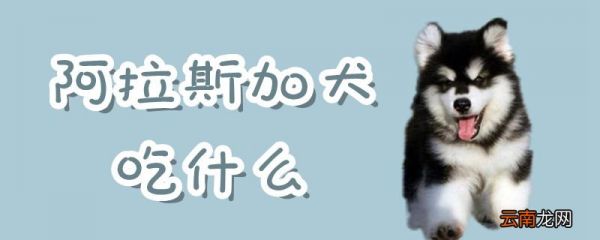 阿拉斯加犬吃什么