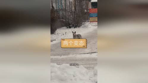 狗子竟然偷了男人的内衣