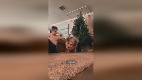 宠物猪也能长这么大么