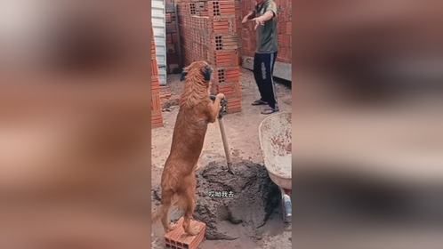 狗狗也得跟着干活了