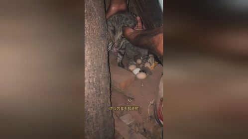 不是你的活别抢