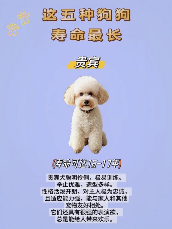 狗最多活多久_狗狗寿命10到15年,最长近30岁,影响因素多