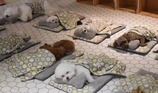 狗狗托儿所？这是什么神仙地方，太有爱了