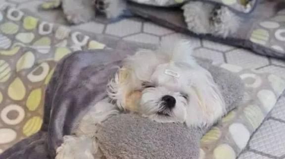 狗狗托儿所？这是什么神仙地方，太有爱了