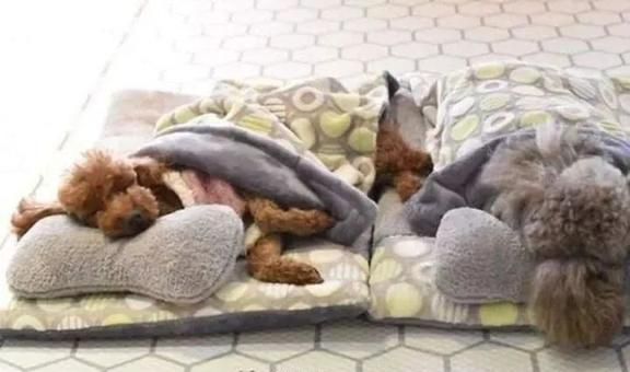 狗狗托儿所？这是什么神仙地方，太有爱了