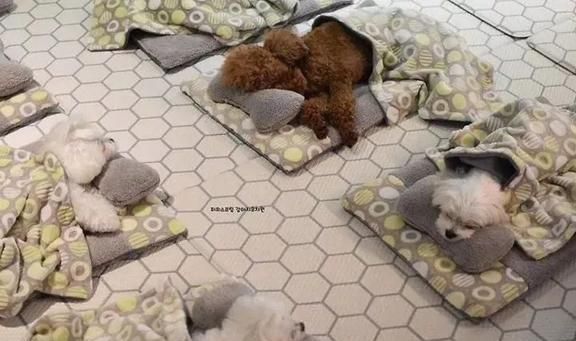 狗狗托儿所？这是什么神仙地方，太有爱了