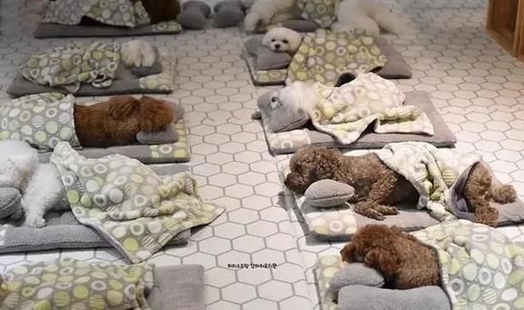 狗狗托儿所？这是什么神仙地方，太有爱了