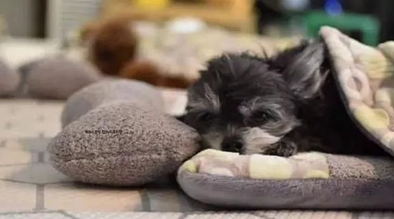 狗狗托儿所？这是什么神仙地方，太有爱了