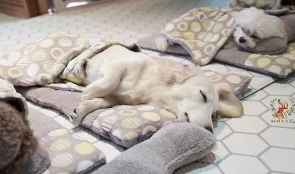 狗狗托儿所？这是什么神仙地方，太有爱了