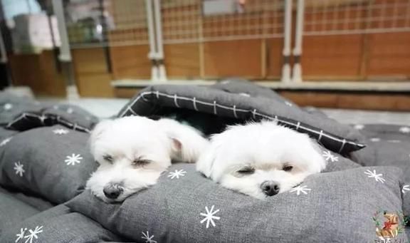 狗狗托儿所？这是什么神仙地方，太有爱了