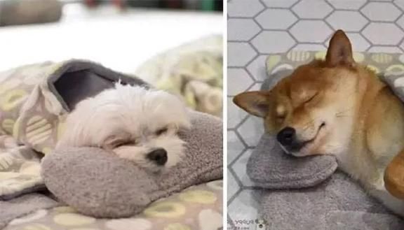 狗狗托儿所？这是什么神仙地方，太有爱了