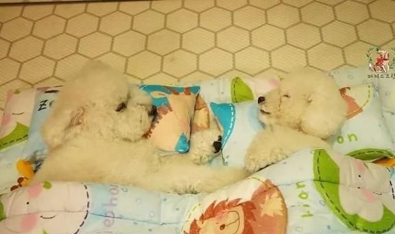 狗狗托儿所？这是什么神仙地方，太有爱了