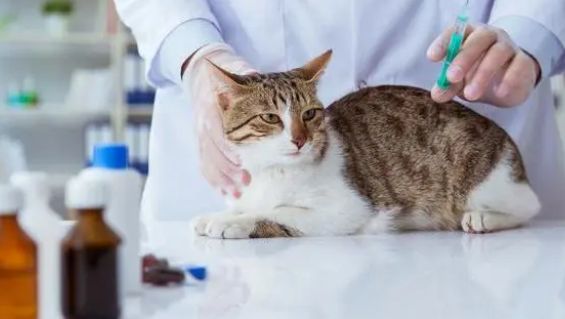 宠物看病如何选择正规的宠物医院,看这篇就够了