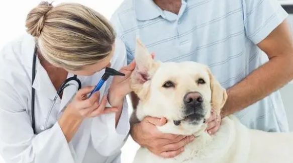 宠物看病如何选择正规的宠物医院,看这篇就够了